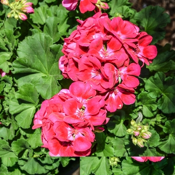 Pelargonium 'Pinnacle Plum' 