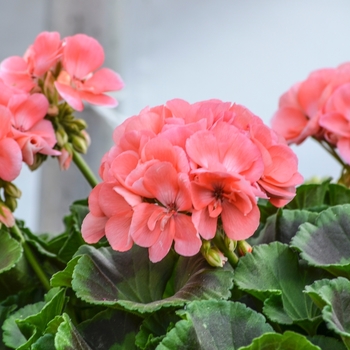 Pelargonium 'Pinnacle Salmon'