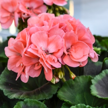 Pelargonium 'Pinnacle Salmon' 