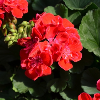 Pelargonium x hortorum 'Savannah Ruby Sizzle'