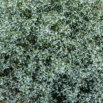Euphorbia hypericifolia 'Silver Fog' 