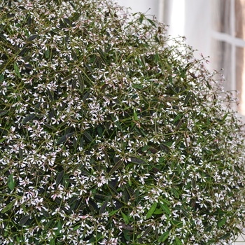 Euphorbia hypericifolia 'Star Dust Pink Glitter'