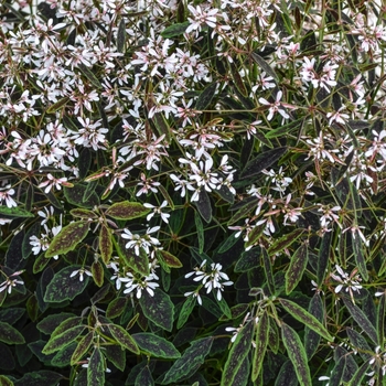 Euphorbia hypericifolia 'Star Dust Pink Shimmer' 