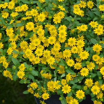 Sanvitalia procumbens 'Sunvy Super Gold'