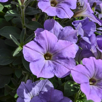 Petunia 'Surprise Blue Sky'