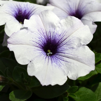 Petunia 'Surprise Blue Veined Improved' 