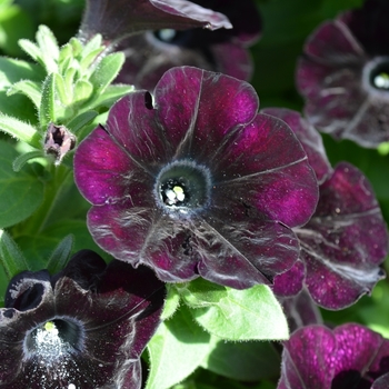 Petunia 'Surprise Midnight Cowboy' 