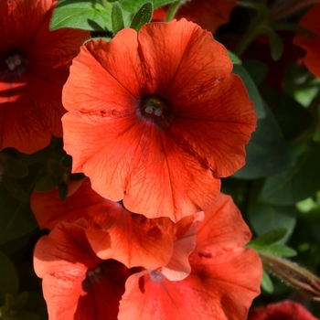 Petunia 'Surprise Orange Twist'