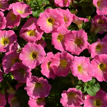 Petunia 'Surprise Pink Lemonade' 