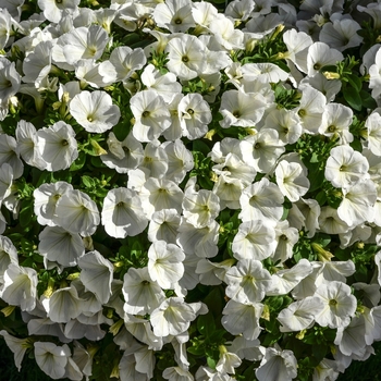 Petunia 'Surprise Purple Ice'