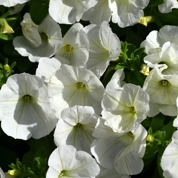 Petunia 'Surprise White' 