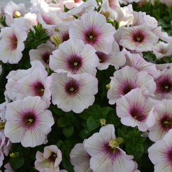 Petunia 'Surprise White Parfait'