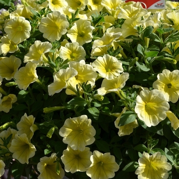 Petunia 'Surprise Yellow Twist' 