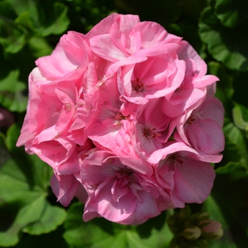 Pelargonium x hortorum 'Survivor Baby Face'