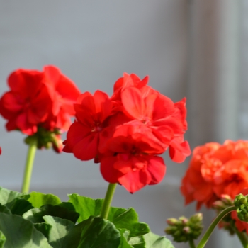 Pelargonium x hortorum 'Survivor Cherry Red' 