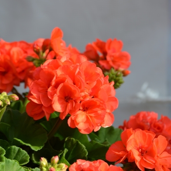 Pelargonium x hortorum 'Survivor Coral'