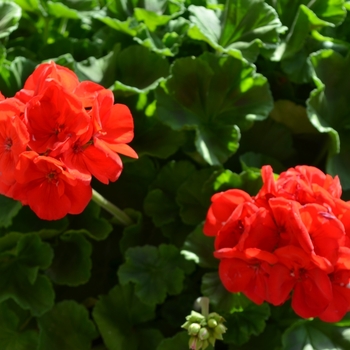 Pelargonium x hortorum 'Survivor Dark Red'