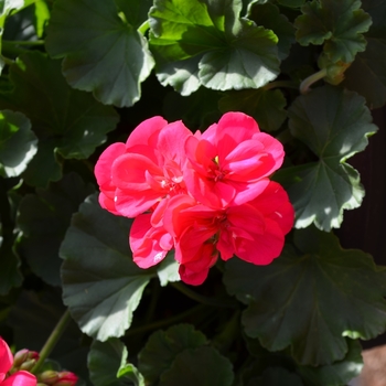 Pelargonium x hortorum 'Survivor Fuschia'