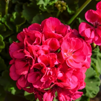 Pelargonium x hortorum 'Survivor Hot Pink'