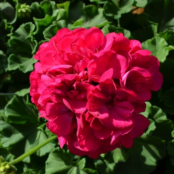 Pelargonium x hortorum 'Survivor Blue'