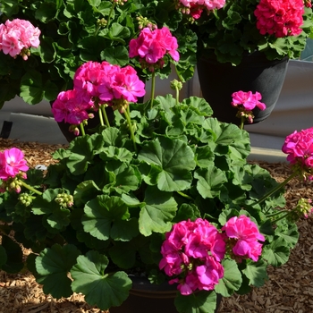 Pelargonium x hortorum 'Survivor Lilac Charme' 