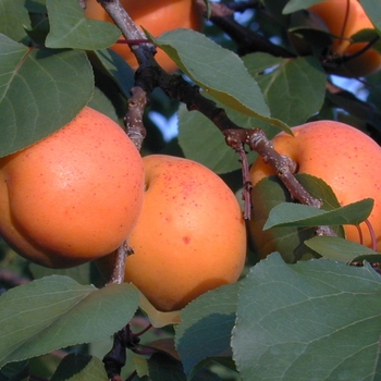 Prunus armeniaca 'Harglow' 