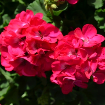 Pelargonium x hortorum 'Survivor Marine'