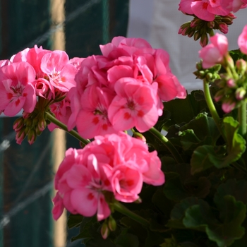 Pelargonium x hortorum 'Survivor Pink'