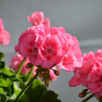 Pelargonium x hortorum 'Survivor Pink' 