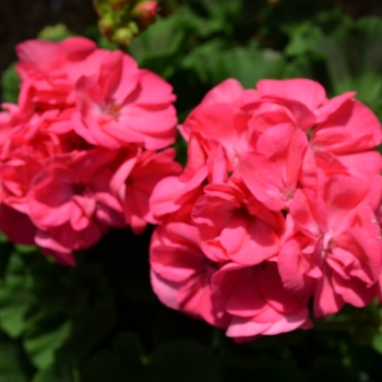 Pelargonium x hortorum 'Survivor Pink Passion' 