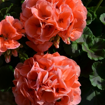 Pelargonium x hortorum 'Survivor Salmon Sensation' PPAF