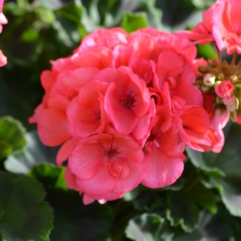 Pelargonium x hortorum 'Survivor Salmon Pink'