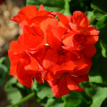 Pelargonium x hortorum 'Survivor Scarlet'