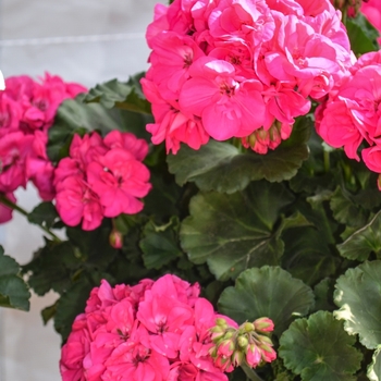 Pelargonium x hortorum 'Savannah Blue' 