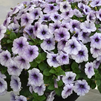 Petunia 'Blueberry Ice' 