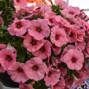 Petunia Sweetunia® 'Bubble Gum'