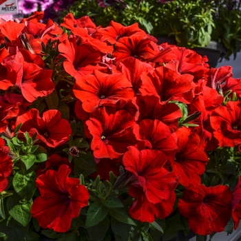 Petunia Sweetunia® 'Hot Rod Red'