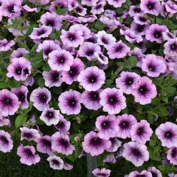 Petunia 'Purple Vein' 