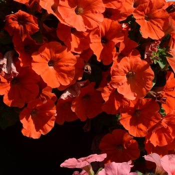 Petunia 'Orange Flash' 