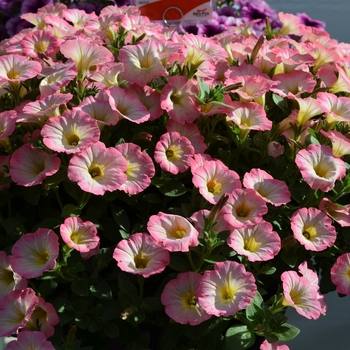 Petunia Sweetunia® 'Soft Pink Morning'