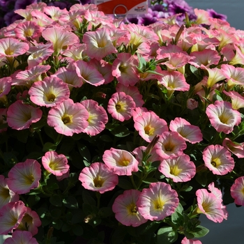 Petunia 'Soft Pink Morning' 