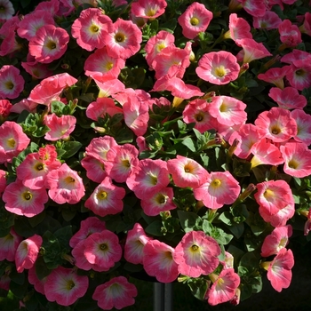 Petunia Sweetunia® 'Strawberry Morning'