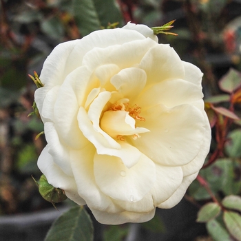 Rosa 'Starla' 