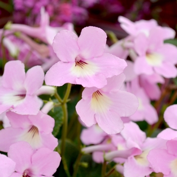 Streptocarpus 'Ladyslippers™ Pink Halo'