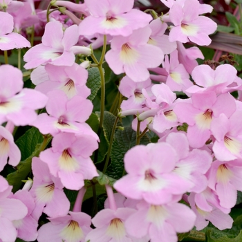 Streptocarpus 'Ladyslippers™ Pink Halo' 