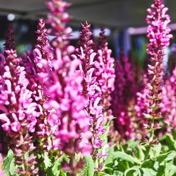 Salvia nemorosa 'Sensation Rose'