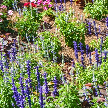 Salvia farinacea 'Blue Tune' 