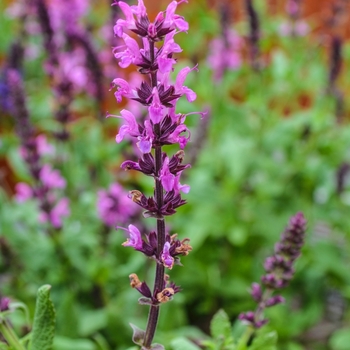 Salvia nemorosa 'Rose' 