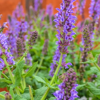 Salvia nemorosa Lyrical™ 'Silver Tone' (071717)