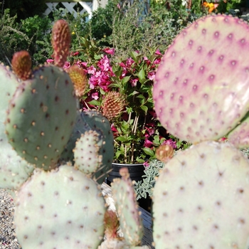 Opuntia violacea var. santa-rita 'Santa Rita Tubac™' 